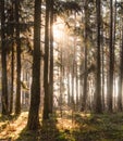 Spruce Tree Forest, Sunbeams through Morning Fog Royalty Free Stock Photo