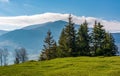 Spruce tree on grassy hillside Royalty Free Stock Photo