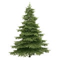 Spruce Tree Isolated Royalty Free Stock Photo