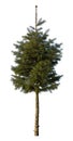 Spruce tree, isolated on white background Royalty Free Stock Photo