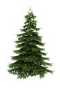 Spruce tree isolated on white background