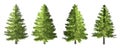 Spruce tree isolated on white background with clipping path.