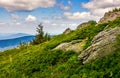 Spruce tree on a mountain hill side