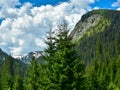 Spruce tree panorama Royalty Free Stock Photo