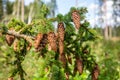 Spruce tree Picea abies with cones Royalty Free Stock Photo