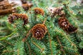 Spruce tree Picea abies with cones Royalty Free Stock Photo