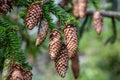 Spruce tree Picea abies with cones Royalty Free Stock Photo