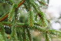 Spruce tree after the rain. A bright evergreen pine tree green needles branches with rain drops. Fir-tree with dew, conifer, Royalty Free Stock Photo