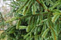 Spruce tree after the rain. A bright evergreen pine tree green needles branches with rain drops. Fir-tree with dew, conifer, Royalty Free Stock Photo