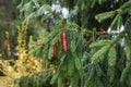 Spruce tree after the rain. A bright evergreen pine tree green needles branches with rain drops. Fir-tree with dew, conifer, Royalty Free Stock Photo