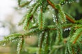 Spruce tree after the rain. A bright evergreen pine tree green needles branches with rain drops. Fir-tree with dew, conifer, Royalty Free Stock Photo