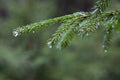 Spruce tree after the rain. A bright evergreen pine tree green needles branches with rain drops. Fir-tree with dew, conifer, Royalty Free Stock Photo