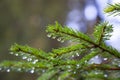 Spruce tree after the rain. A bright evergreen pine tree green needles branches with rain drops. Fir-tree with dew, conifer, Royalty Free Stock Photo