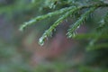 Spruce tree after the rain. A bright evergreen pine tree green needles branches with rain drops. Fir-tree with dew, conifer, Royalty Free Stock Photo