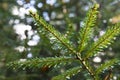 Spruce tree after the rain. A bright evergreen pine tree green needles branches with rain drops. Fir-tree with dew, conifer, Royalty Free Stock Photo