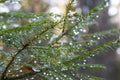 Spruce tree after the rain. A bright evergreen pine tree green needles branches with rain drops. Fir-tree with dew, conifer, Royalty Free Stock Photo