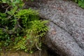 Spruce tree roots and maidenhair ferns growing from a bank with other plants on the west coast