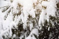 Spruce tree on snow background. Winter holiday theme. Outdoor, natural snow