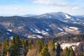 Spruce tree tops on the background of the pine forest Royalty Free Stock Photo