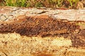 Spruce tree trunk, infected by bark beetles