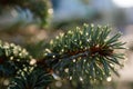 Spruce tree with water droplets on needles under the sunlight. Beautiful branches of a coniferous evergreen tree Royalty Free Stock Photo