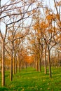 Spruce trees in autumn fallen leaves.