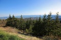 Spruce trees on Clingman Dome