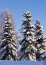 Spruce Trees Covered by Snow