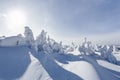 Spruce trees covered with white snow. Landscape winter woodland in cold sunny day. Location place the Carpfthian mountain. Royalty Free Stock Photo