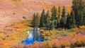 Spruce trees by the creek in autumn time