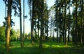 Spruce trees in a forest with blue sky on background at daylight Royalty Free Stock Photo