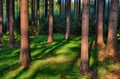 Spruce trees in the forest at daylight, sunlight, blue sky. Cuntryside landscape. Relaxing atmosphere. Moravian karst,Czech Repu Royalty Free Stock Photo