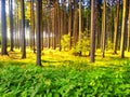 Spruce trees forest at daylight