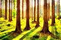 Spruce trees in the forest at summer daylight