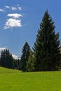 Spruce trees in green meadows, vivid spring season landscape in Bavaria Royalty Free Stock Photo