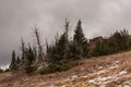 Spruce trees grow around an old ruin while low clouds and fog fill the sky and snow lays in patches on the ground Royalty Free Stock Photo