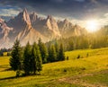 Spruce trees on hillside in mountains at sunset Royalty Free Stock Photo