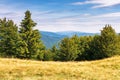 Spruce trees on the meadow i mountains Royalty Free Stock Photo