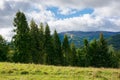 spruce trees on the meadow in mountains Royalty Free Stock Photo