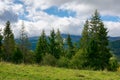 spruce trees on the meadow in mountains Royalty Free Stock Photo
