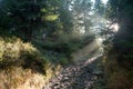 Spruce Trees in the Mist with Sun Rays