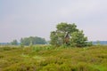 Spruce trees in a misty landscape in Kalmthout heath nature reserve