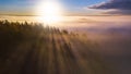 Spruce trees through the morning fog in light rays. Forest at autumn foggy sunrise. Royalty Free Stock Photo