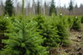 Spruce trees nursery or plantation, growing a young forest