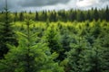 Spruce trees nursery or plantation, growing a young forest