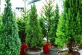 Spruce trees in plastic pots. Growing and trading of evergreen trees. Selective focus Royalty Free Stock Photo