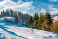 Spruce trees on a snowy mountain slope Royalty Free Stock Photo