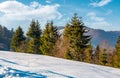 Spruce trees on a snowy mountain slope Royalty Free Stock Photo