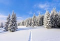 Spruce trees stand in snow swept mountain meadow under a blue winter sky. On the lawn covered with white snow.