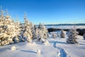 Spruce trees stand in snow swept mountain meadow under a blue winter sky. On the lawn covered with white snow. Royalty Free Stock Photo